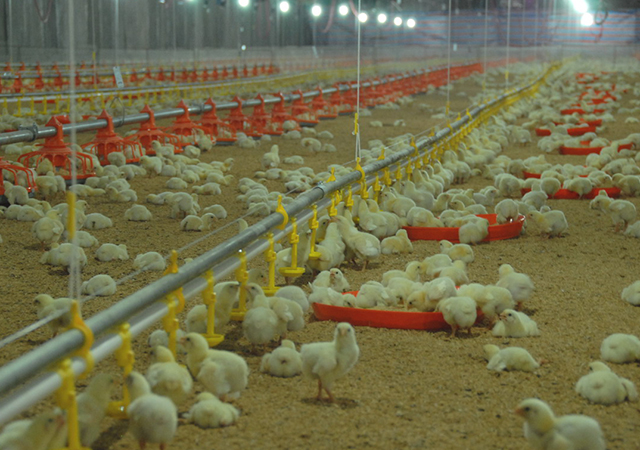 PA�콢��ƽ̨(�й���)�ٷ���վ-PA PlayAce