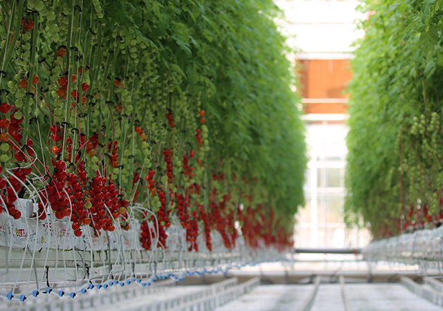 PA�콢��ƽ̨(�й���)�ٷ���վ-PA PlayAce