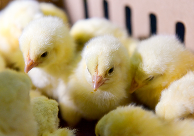 PA�콢��ƽ̨(�й���)�ٷ���վ-PA PlayAce